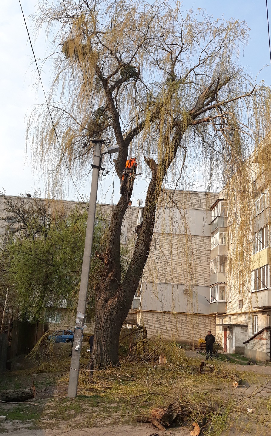 Видалення дерев – забезпечення безпечної життєдіяльності людей