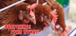Охтирське міськрайонне управління Головного управління Держпродспоживслужби в Сумській області закликає громадян дотримуватися закритого режиму утримання птиці