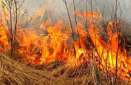 Про дотримання заходів пожежної безпеки під час перебування у лісових масивах, лісосмугах, заплавах річок, на торфовищах, сільськогосподарських угіддях, присадибних ділянках та недопущення спалювання стерні, сміття та залишків рослинності