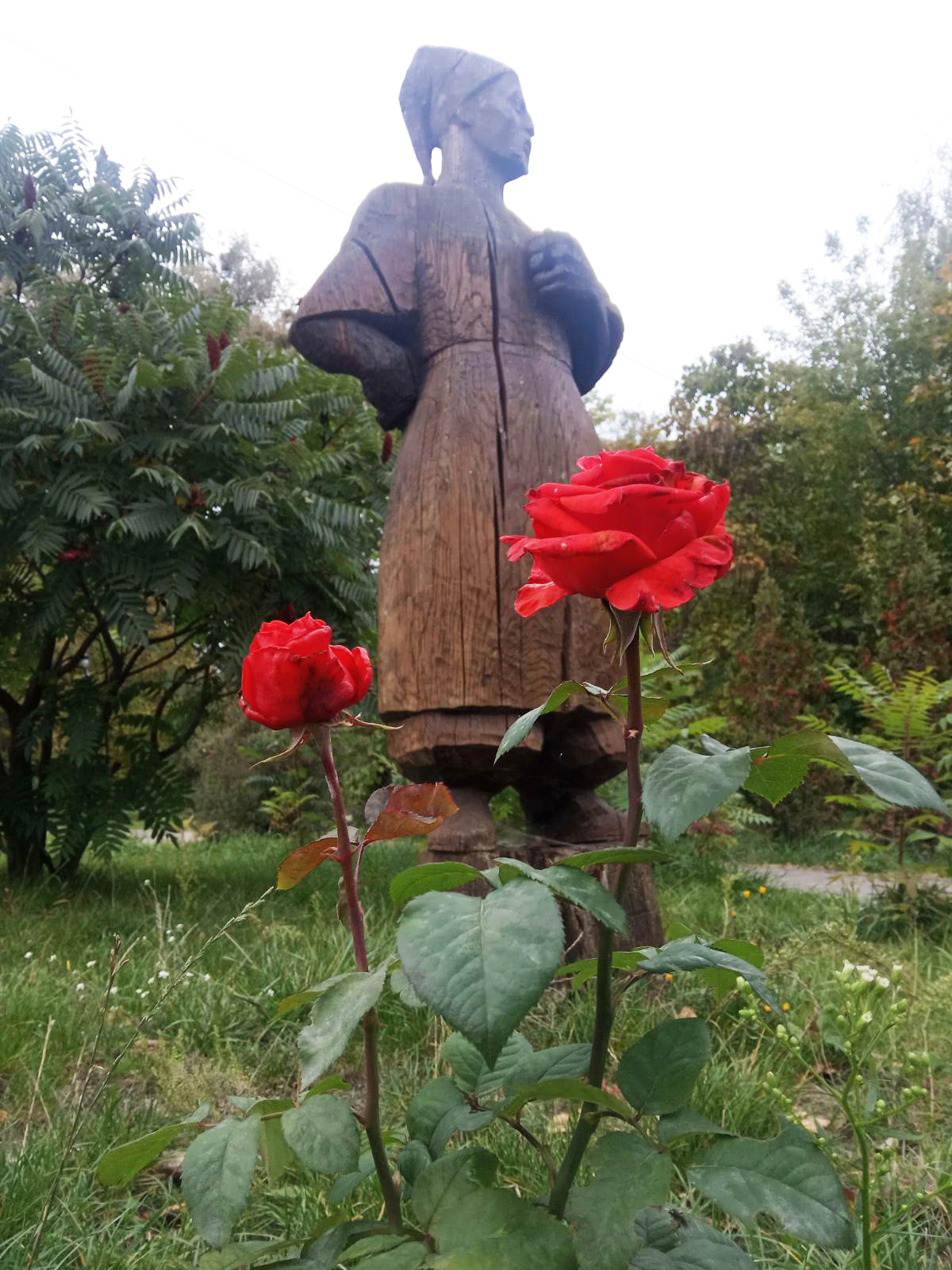 КВІТНУТЬ ОСІННІ ТРОЯНДИ ОХТИРКИ 🌹