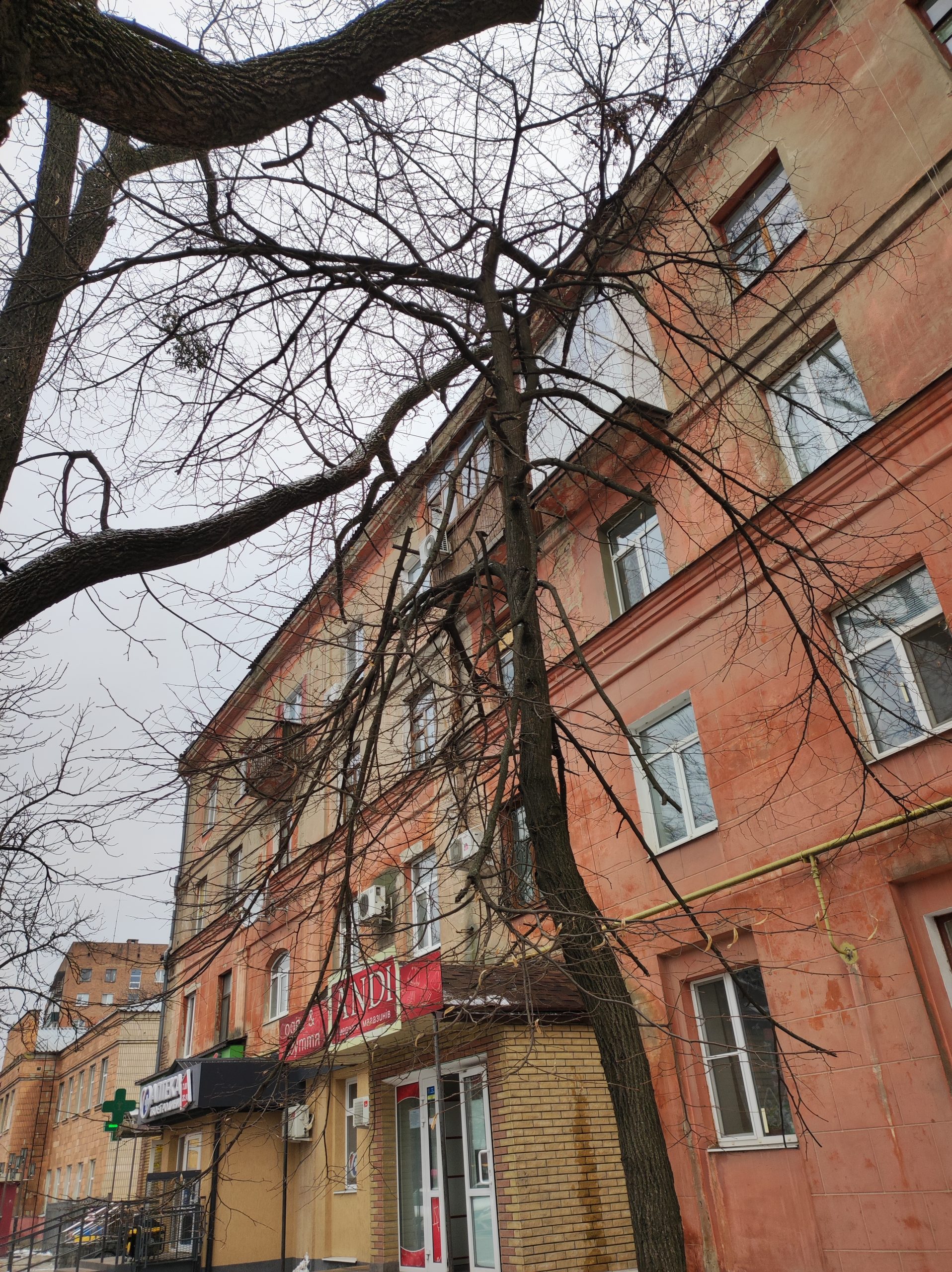 Результат обстеження аварійних дерев