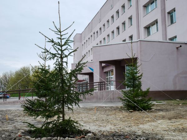 На території лікарні висадили молодий сад