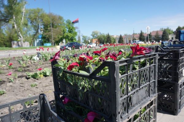В Охтирці комунальні служби працюють над висадкою квітів на клумбах