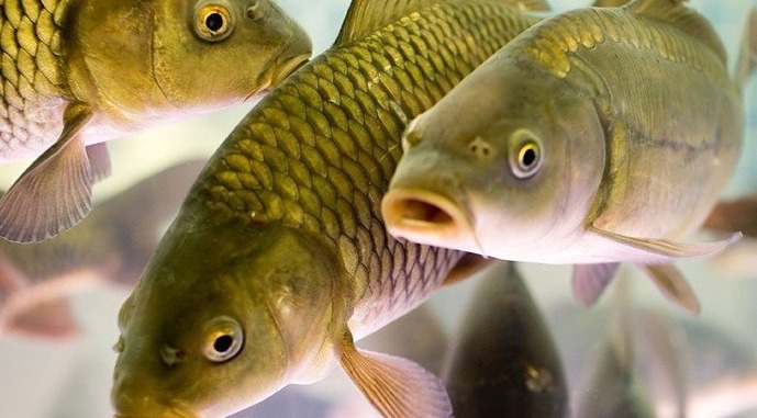 УВАГА! Заборона реалізації риби та морепродуктів!