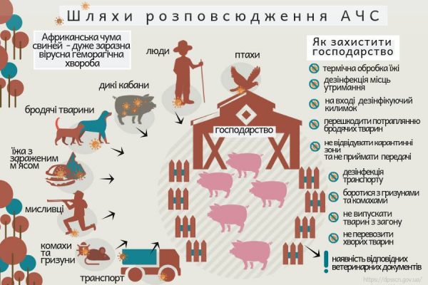 Що треба знати про африканську чуму свиней?