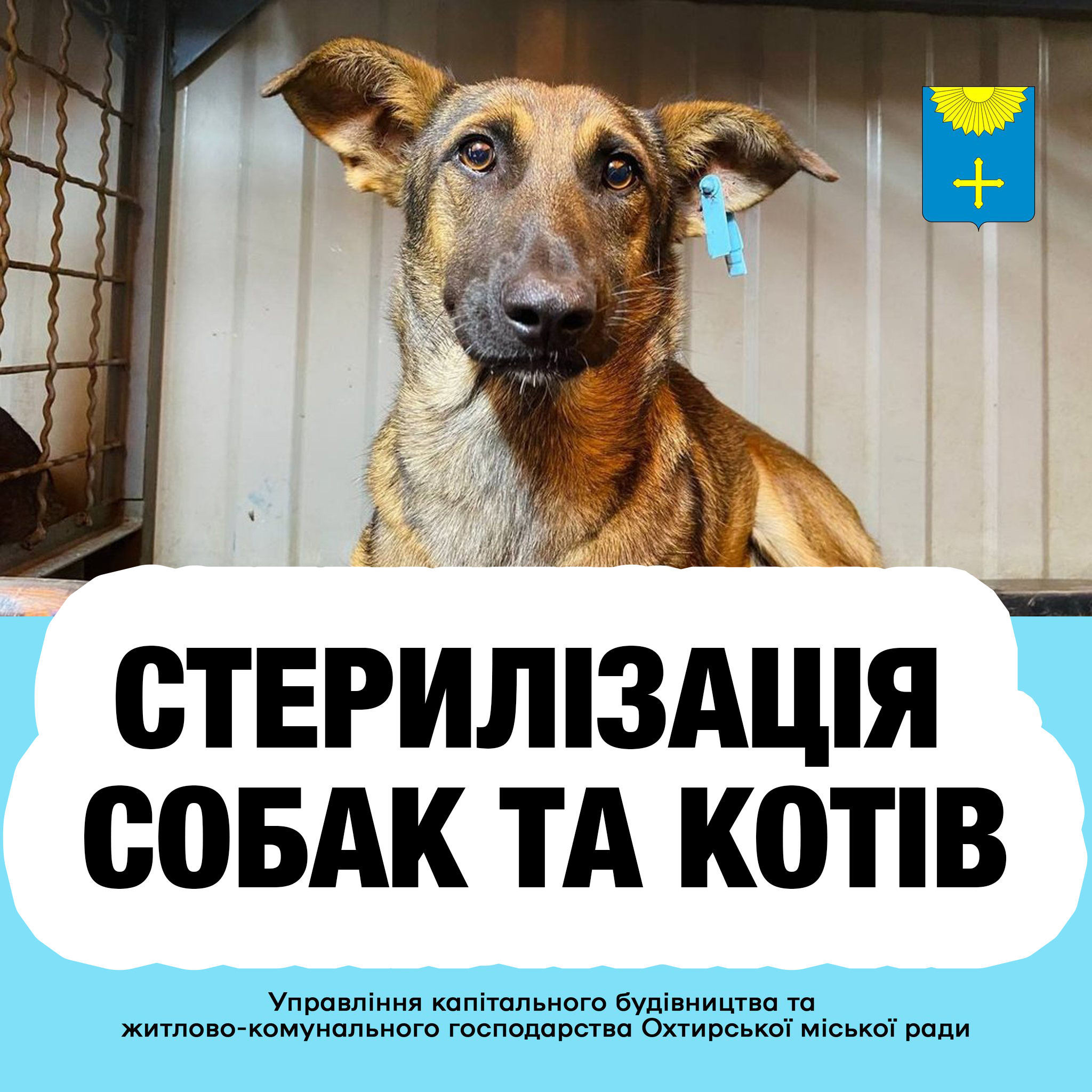 Увага! Безкоштовна стерилізація тварин!