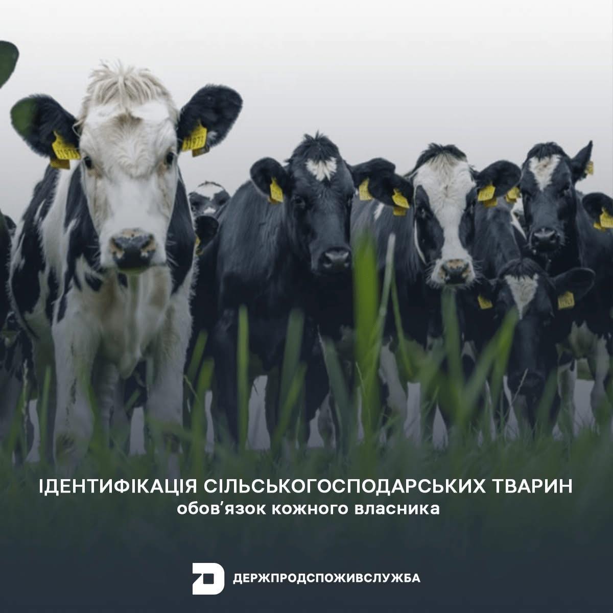 Ідентифікація та реєстрація сільськогосподарських тварин у фізичних осіб є обов’язковою