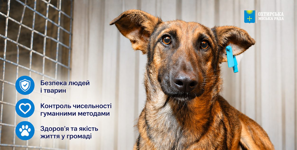 УВАГА! Стерилізація безпритульних тварин
