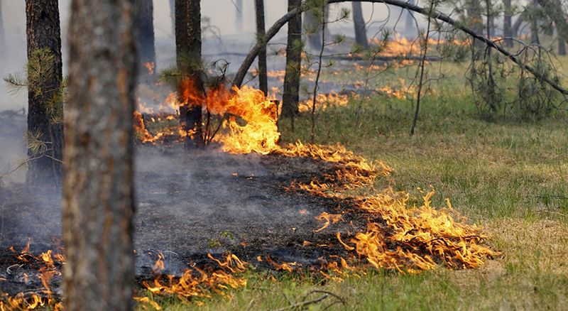 У сезон пікніків на природі будьте особливо уважними та обережними